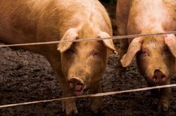 Cât costă un kilogram de carne de porc, cu 2 luni înainte de Crăciun: Au început rezervările pentru porci pentru sărbătorile de iarnă Cât costă un kilogram de carne de porc, cu 2 luni înainte de Crăciun: Au început rezervările pentru porci pentru sărbătorile de iarnă